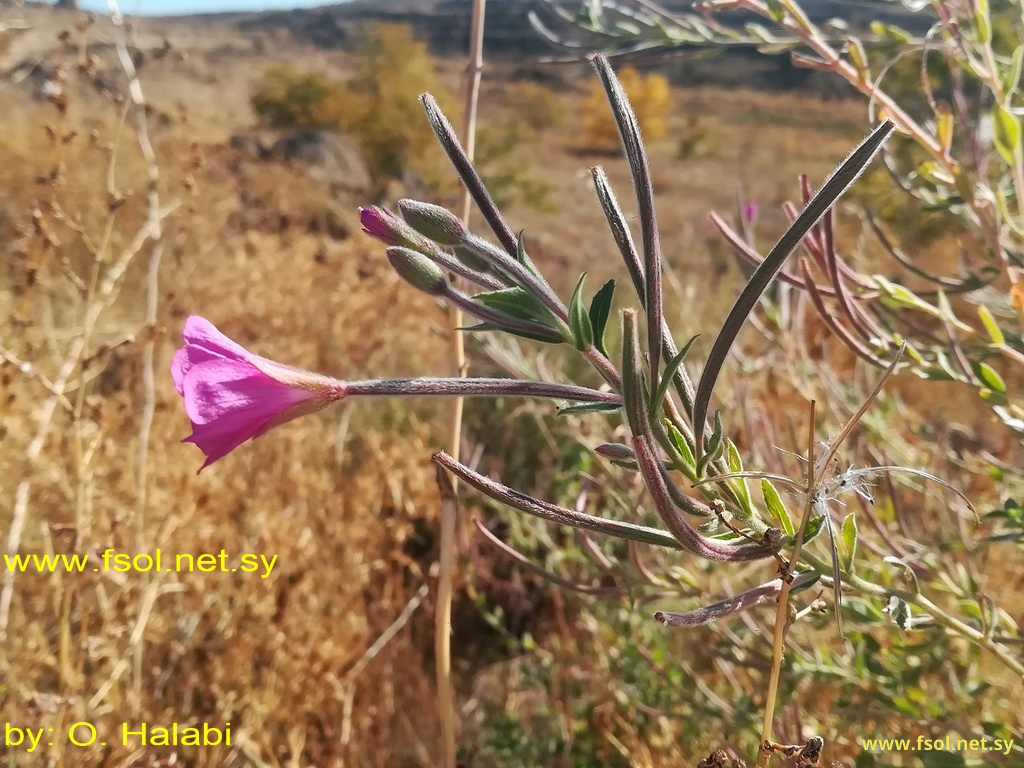 Epilobium hirsutum L.